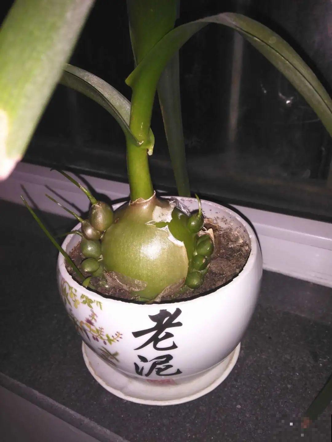 植物长了个大肚子，超级耐旱，一个月不浇水也死不了