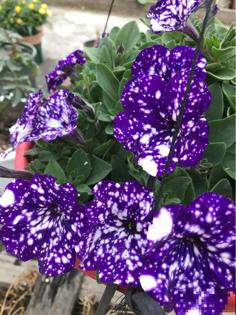 浪漫神秘的“星空矮牵牛”，花市少见，颜值超高