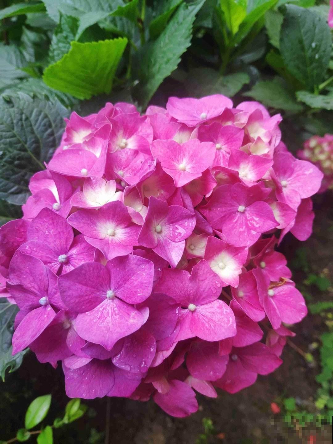 新手买花容易进的“坑”，4种类型的花别买，难养活