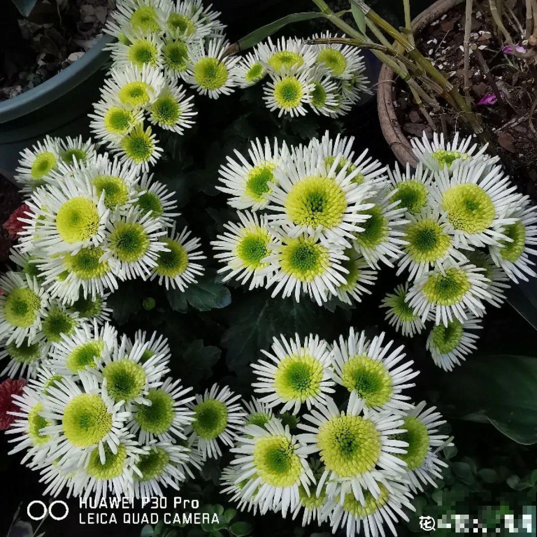 春天养盆绿色花,看着清爽干净,今年一定要养一盆 春天养盆绿色花,看着清爽干净,今年一定要养一盆