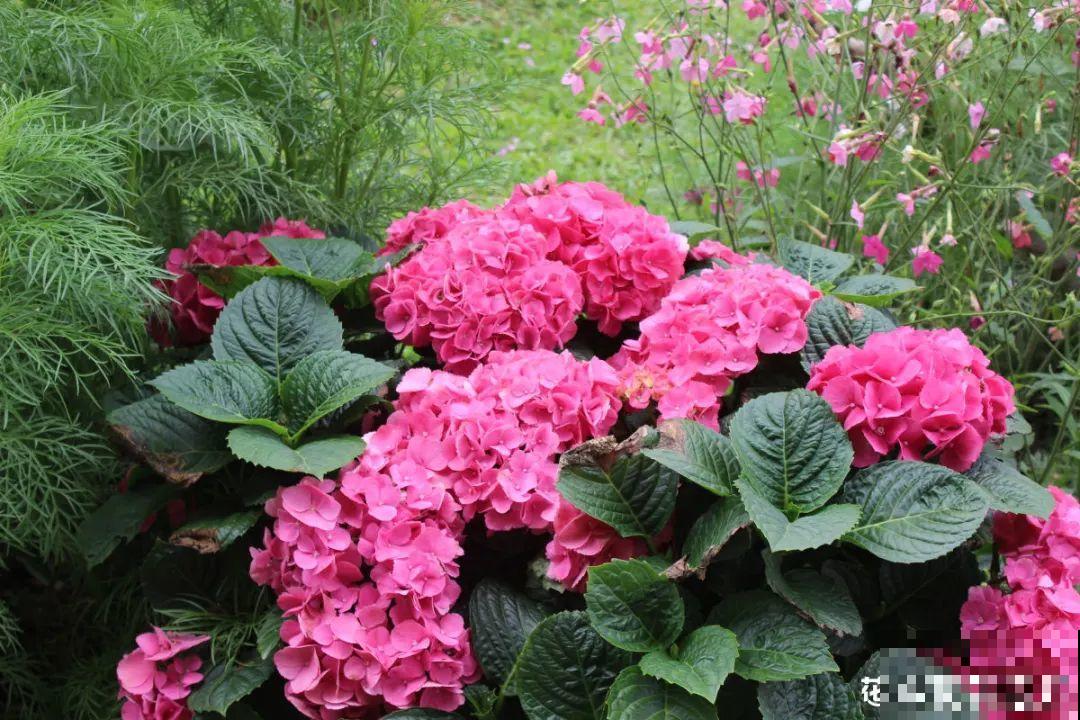 花园“三剑客”，可不太好养，能养好的都是高手