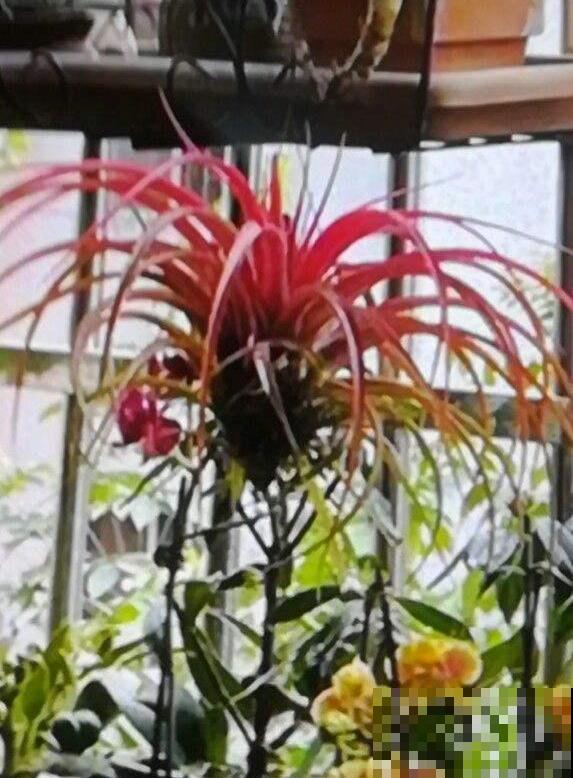 这5种小巧绿植，适合放桌头，迷你又养眼！