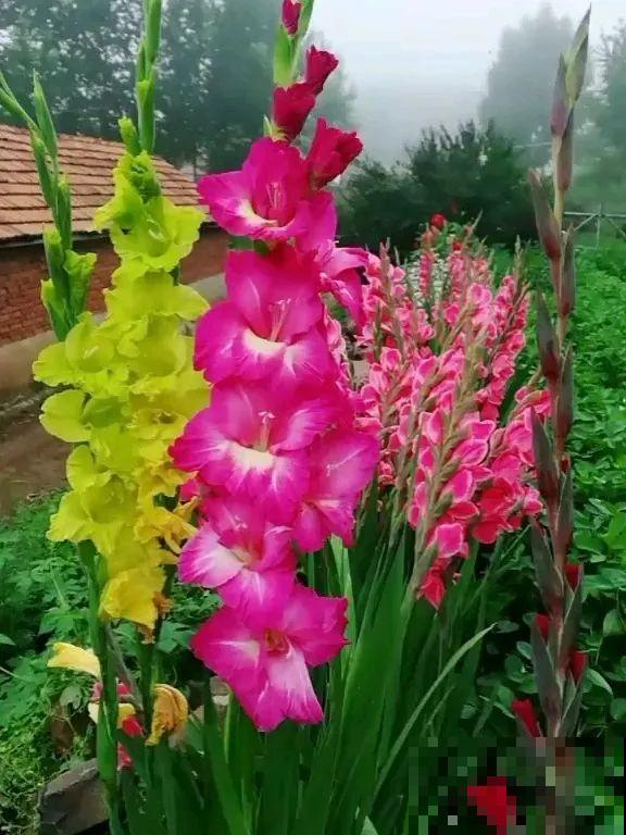 3种花气质独特,种院子里特高级,一开花气质十足 3种花气质独特,种院子里特高级,一开花气质十足