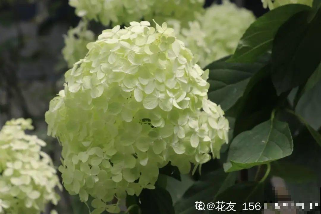 春天养盆绿色花,看着清爽干净,今年一定要养一盆 春天养盆绿色花,看着清爽干净,今年一定要养一盆