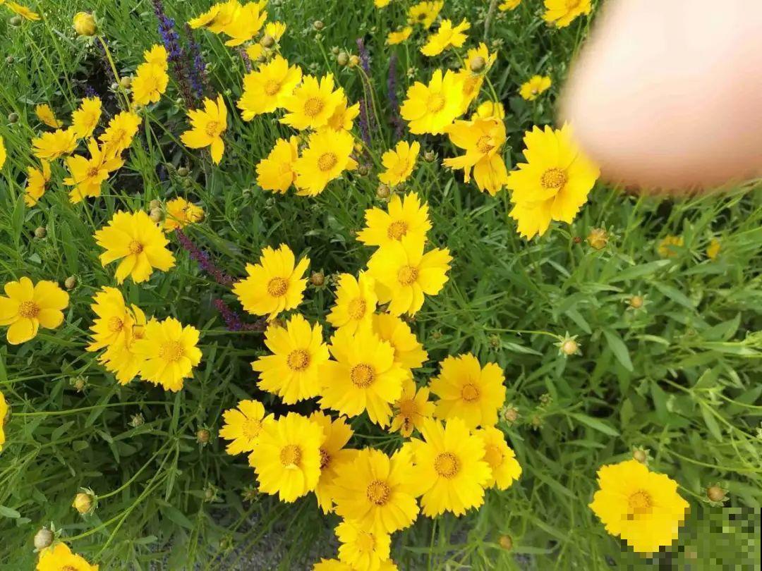 家里养盆“省心”花,自己开花自己结种,不用再买花种了 家里养盆“省心”花,自己开花自己结种,不用再买花种了