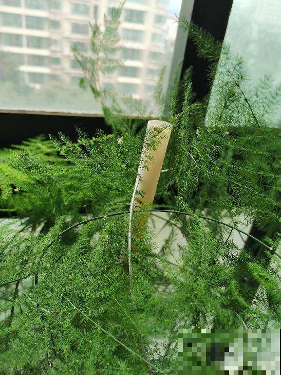 文竹总黄叶，要及时剪掉，新叶子才会继续长