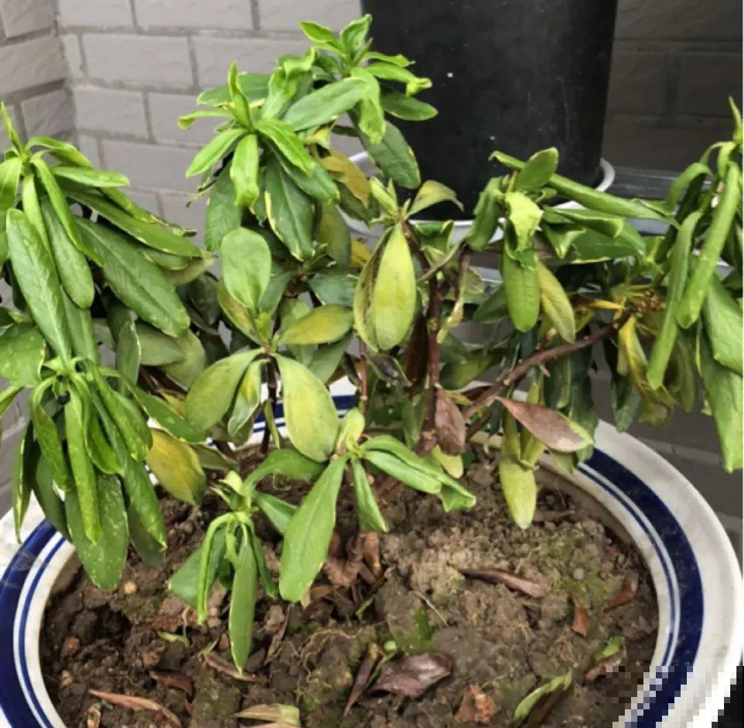 天热了,8种花要休眠,要少浇水 天热了,8种花要休眠,要少浇水