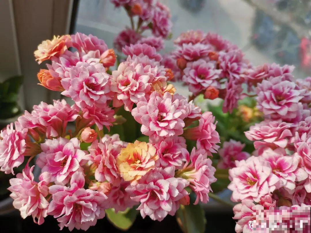 在家养盆长寿花，掐个叶子就能繁殖，一盆秒变多盆