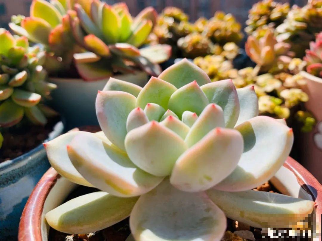 多肉一旦杂交,颜值上升不少,养护也简单 多肉一旦杂交,颜值上升不少,养护也简单