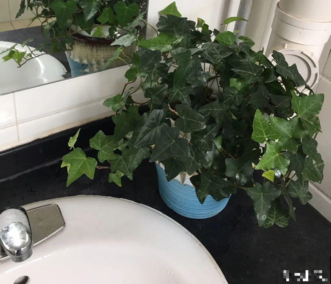 适合大门口养的花，开花时间要长，开花也要大气