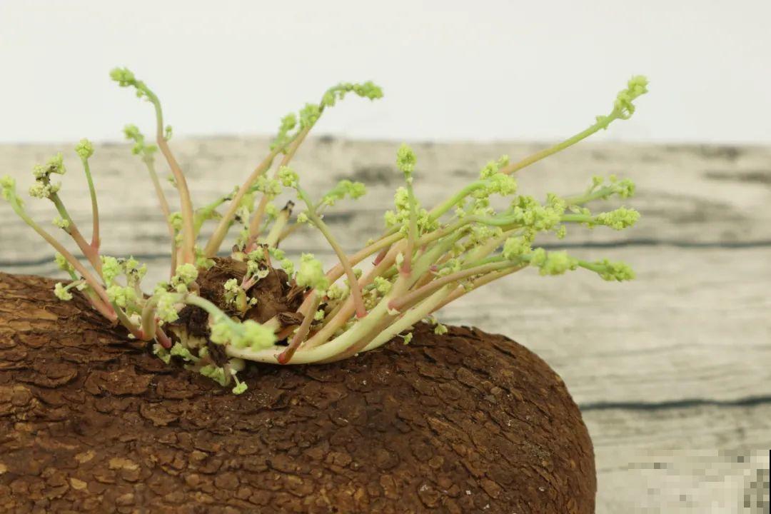 8种花开始慢慢睡醒了， 现在长得正旺，多浇水施肥， 开花更多！