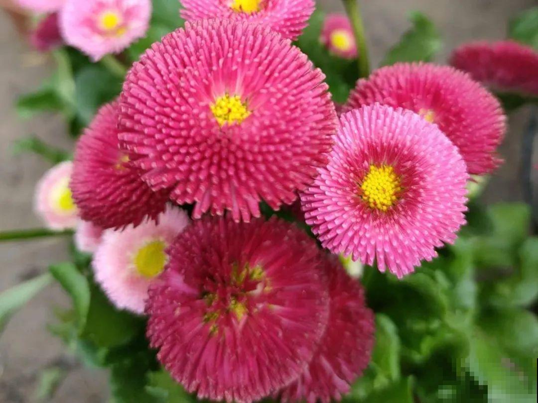 5月出门,收下这份百花图谱,啥花都能叫上名! 5月出门,收下这份百花图谱,啥花都能叫上名!