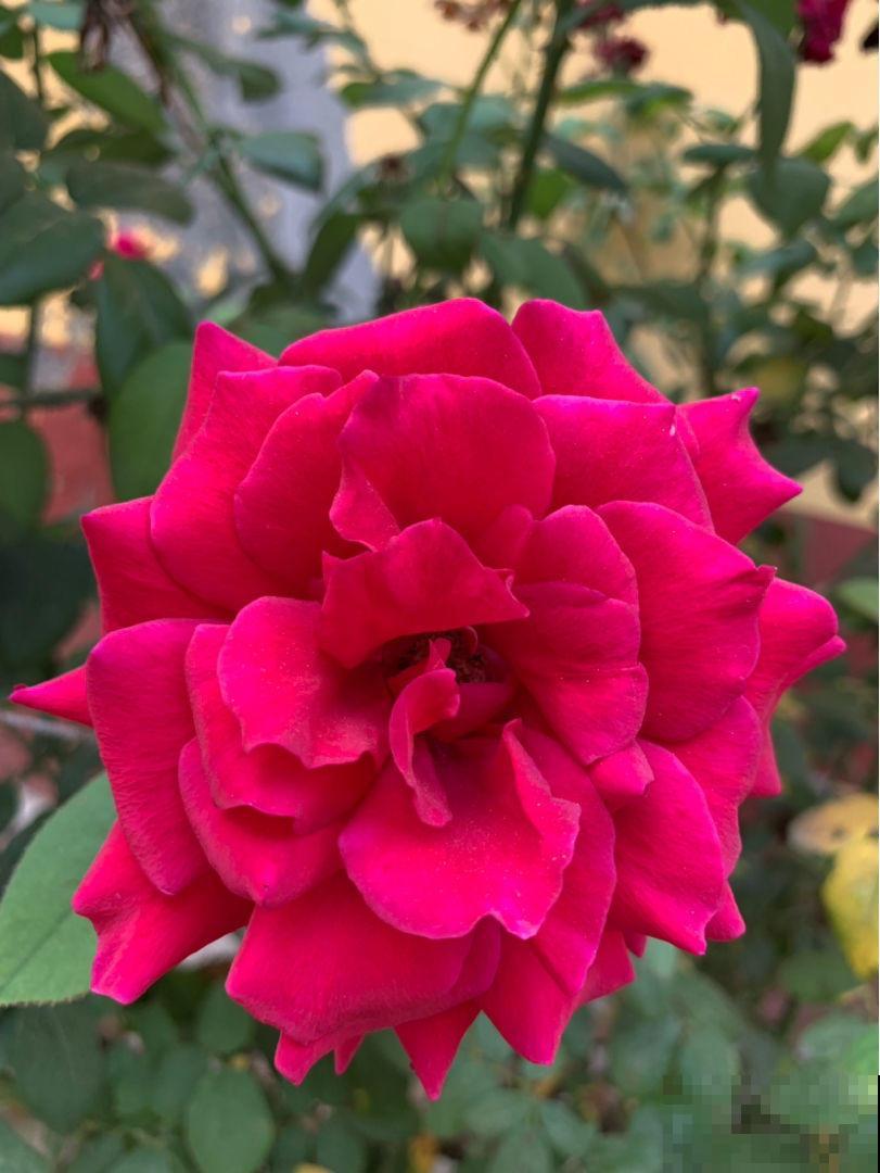 月季的水培技巧，轻松养出花来，这下水中也能“捞月”了！