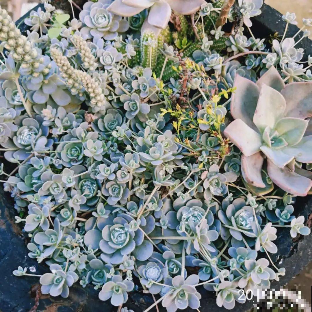 5种铺面多肉,沾土就活,迅速占满每一寸土地 5种铺面多肉,沾土就活,迅速占满每一寸土地