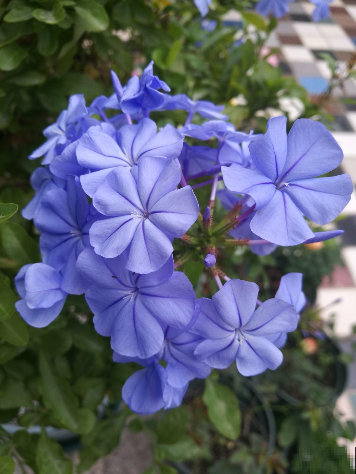 养花记住“两多”，养开花没问题，新手也能养爆盆