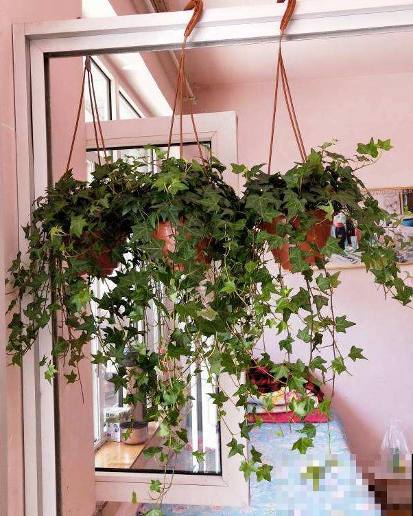 80种常见花卉，读过后，花名难不倒你