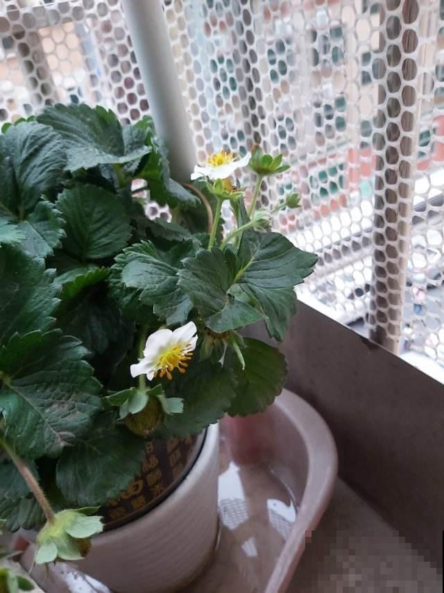 春天在家养盆草莓,初夏就能吃只需一块草莓皮 春天在家养盆草莓,初夏就能吃只需一块草莓皮