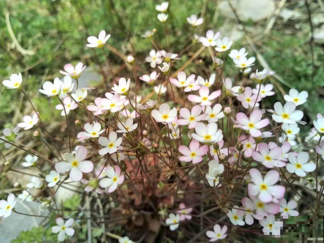超好看的小野花，春天野外一大片，挖几棵回家还能泡茶