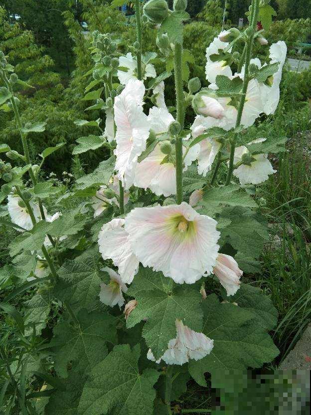 邻居折断了我的蜀葵，我带着监控去找，真解气