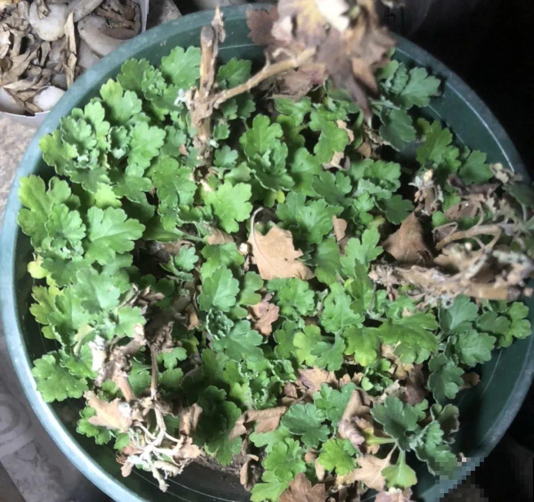 8种花开始慢慢睡醒了， 现在长得正旺，多浇水施肥， 开花更多！