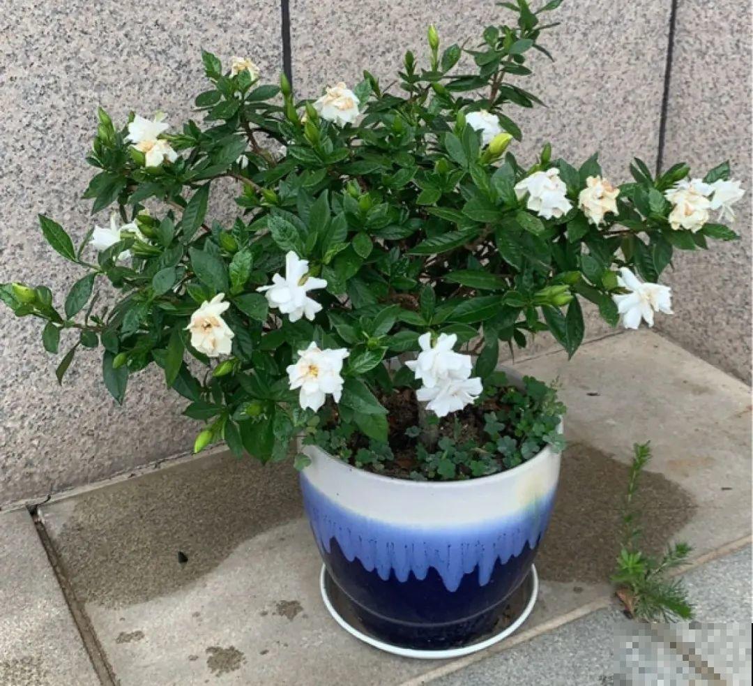 米兰花喜欢喝醋，一个月来一勺，花苞嘟噜噜冒