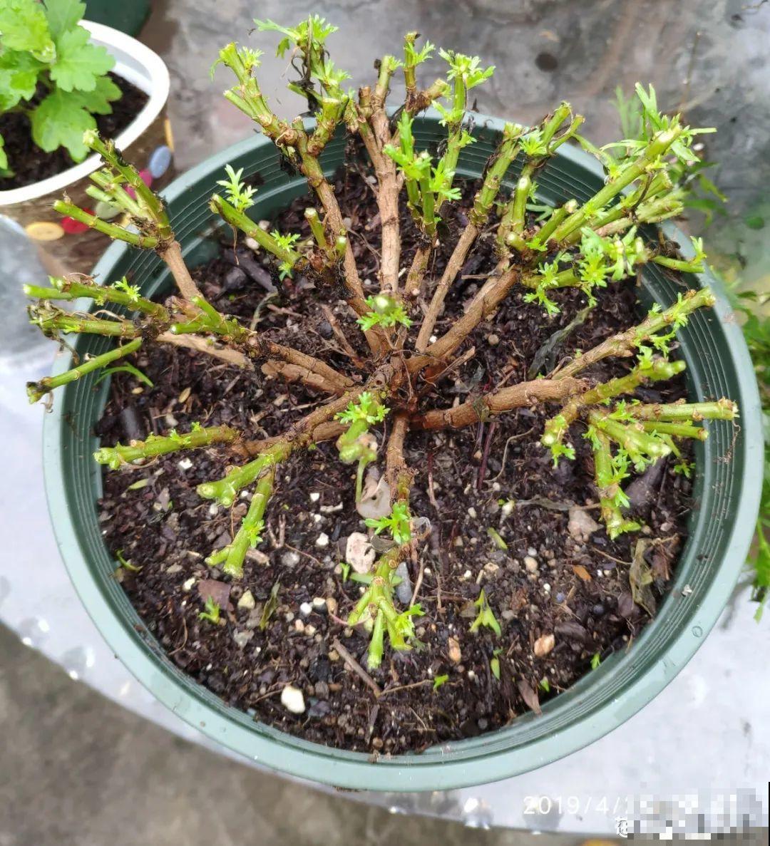 5年的马齿苋，长成“一棵小树”，真头一回见