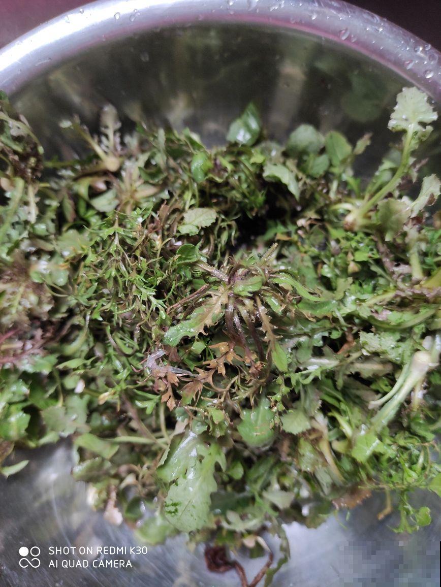 春天的野外,真是惊喜多多,花和土壤一样都不少 春天的野外,真是惊喜多多,花和土壤一样都不少