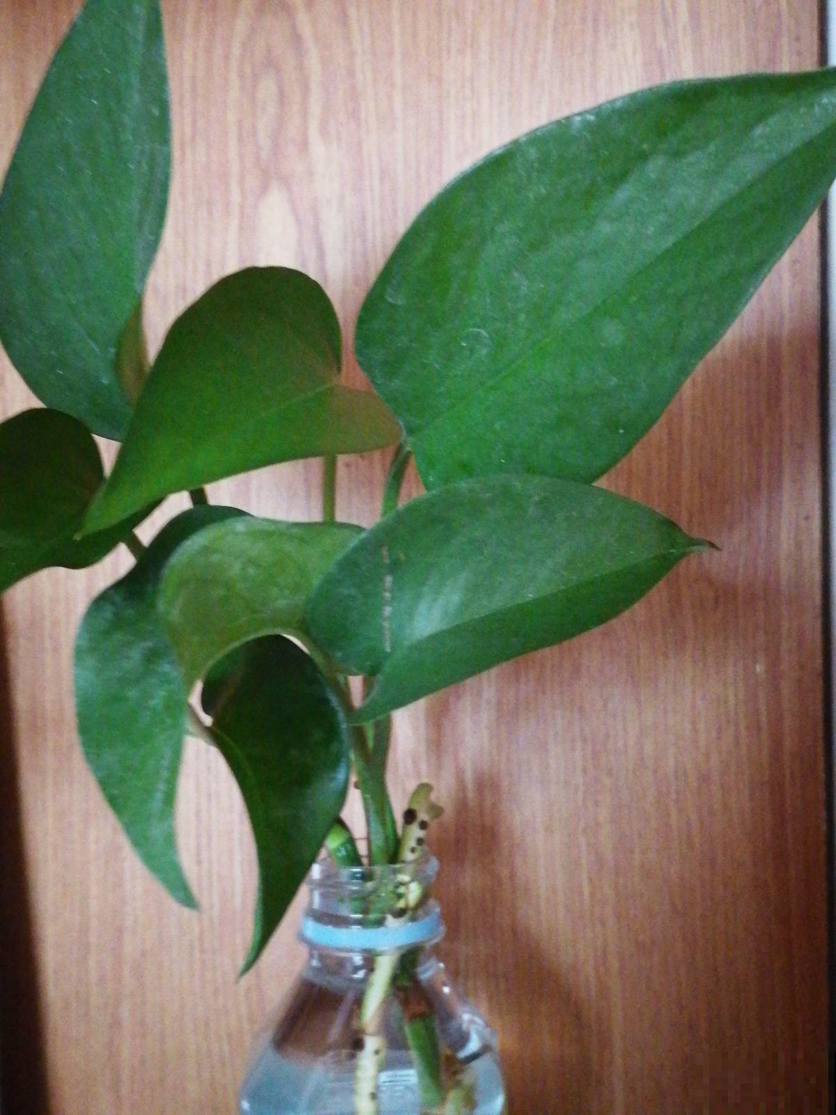 水培植物黄叶了,一招教你解决,叶子迅速变绿! 水培植物黄叶了,一招教你解决,叶子迅速变绿!