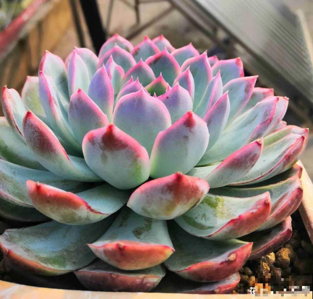 4月是养多肉的黄金期，浇水、施肥···都有窍门，现在知道还不晚