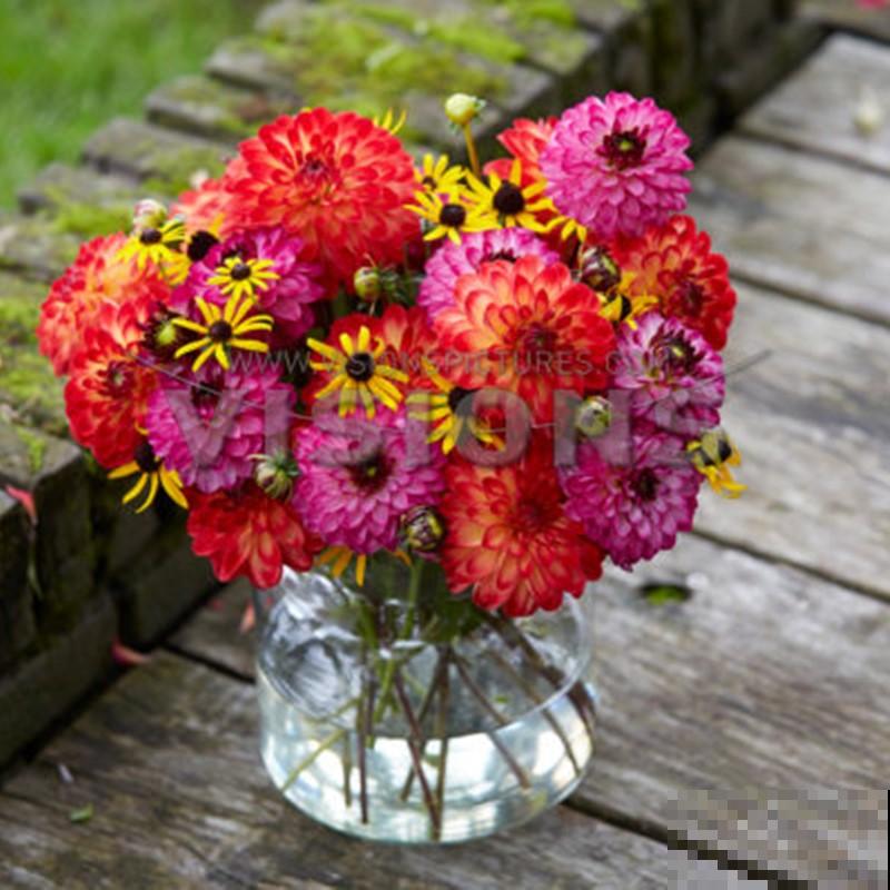 适合现在种的球根植物，4月初种上， 5月底就开花