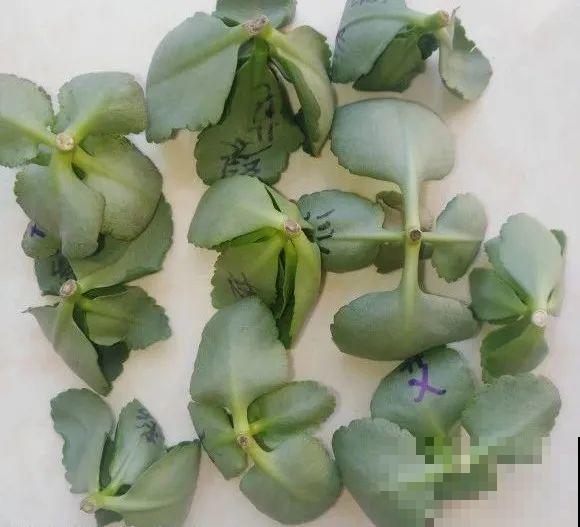 难度夏的8种花，赶紧扦插备份，再晚只剩盆了