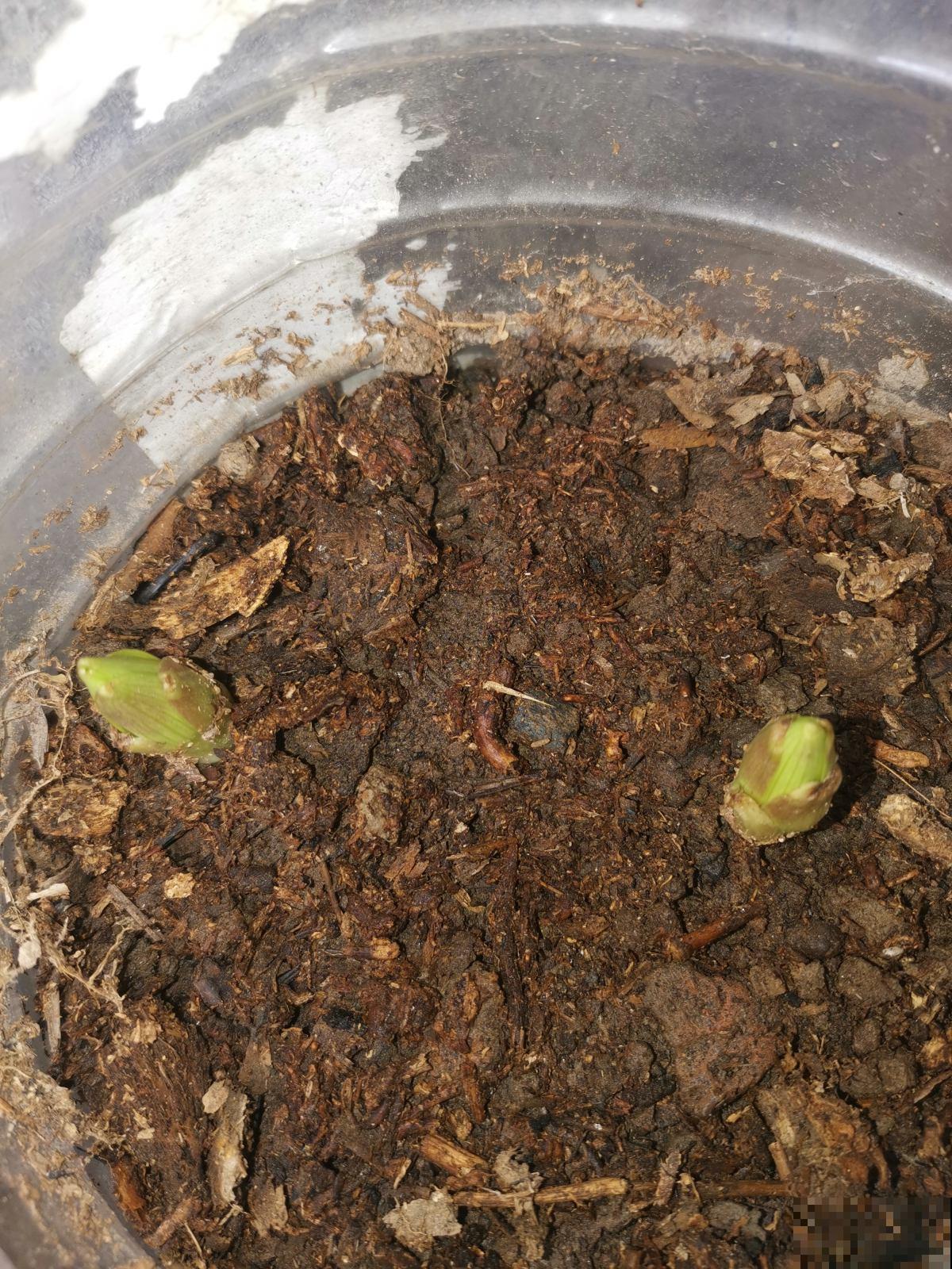 3种花喜欢碱性土，北方比较常见，南方很少见