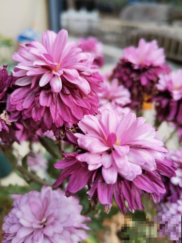 顶住压力买的一楼小院,自从养了花,邻居羡慕得不得了 顶住压力买的一楼小院,自从养了花,邻居羡慕得不得了