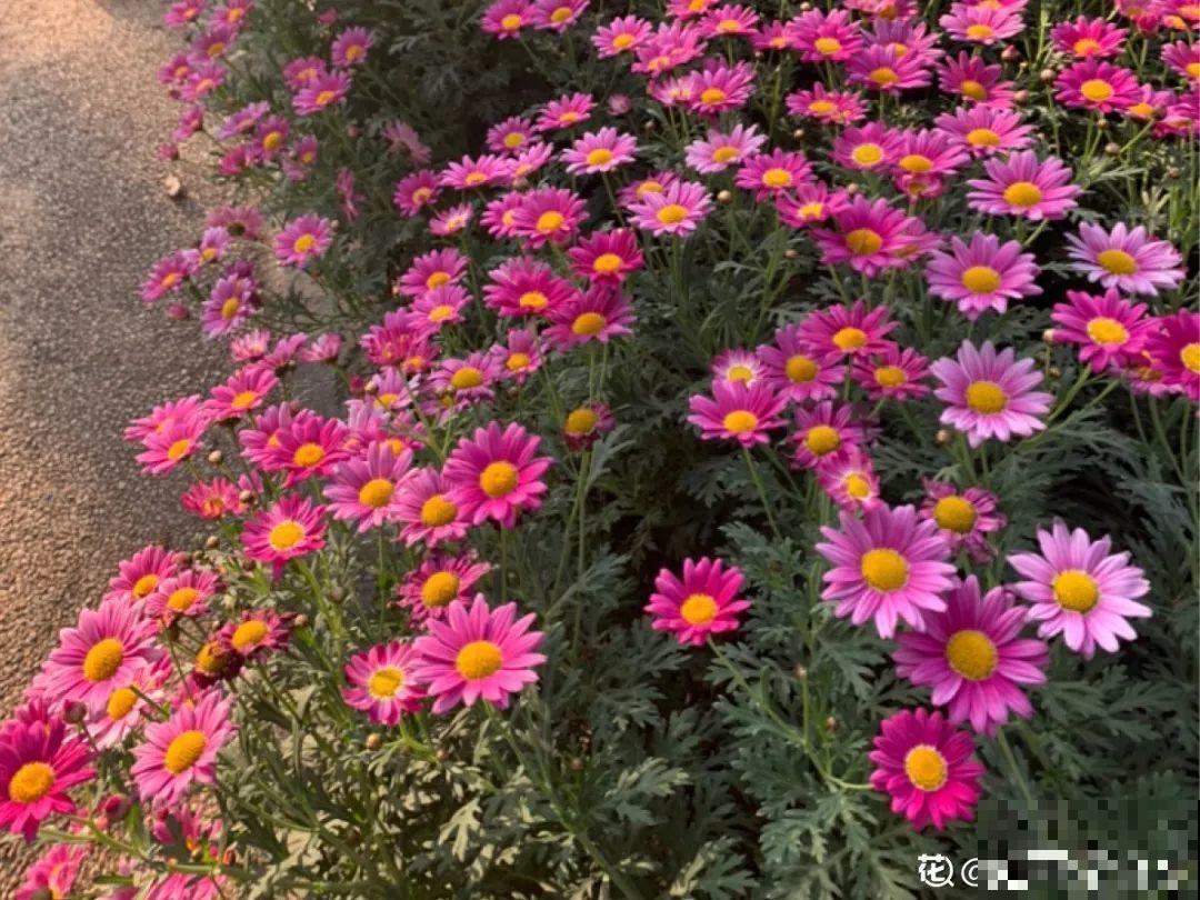 5月出门,收下这份百花图谱,啥花都能叫上名! 5月出门,收下这份百花图谱,啥花都能叫上名!