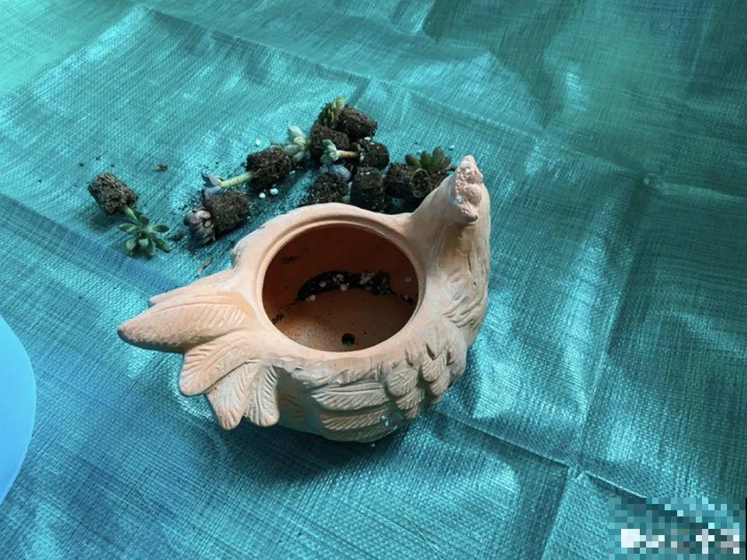 温度差不多稳定了,要准备给多肉换盆,记住这7个步骤 温度差不多稳定了,要准备给多肉换盆,记住这7个步骤