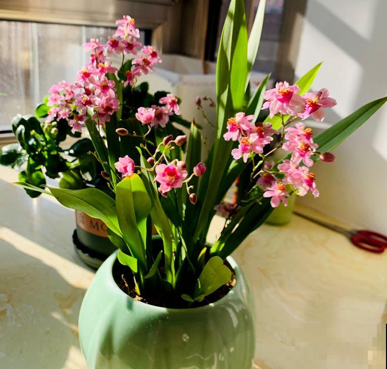 80种常见花卉，读过后，花名难不倒你