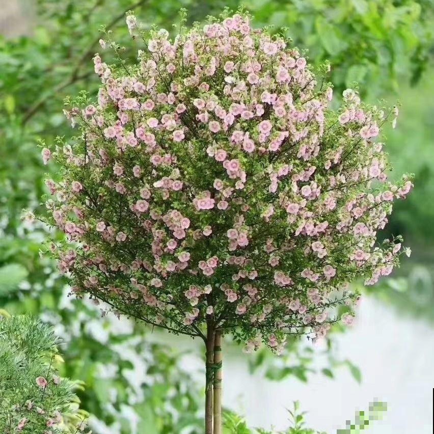 夏天扦插小木槿，半个月生根，养成棒棒糖开出花球