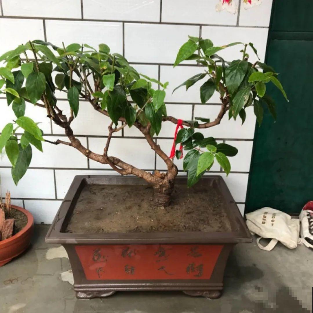 9种花是富贵命,必须大盆养,小盆养会憋死 9种花是富贵命,必须大盆养,小盆养会憋死