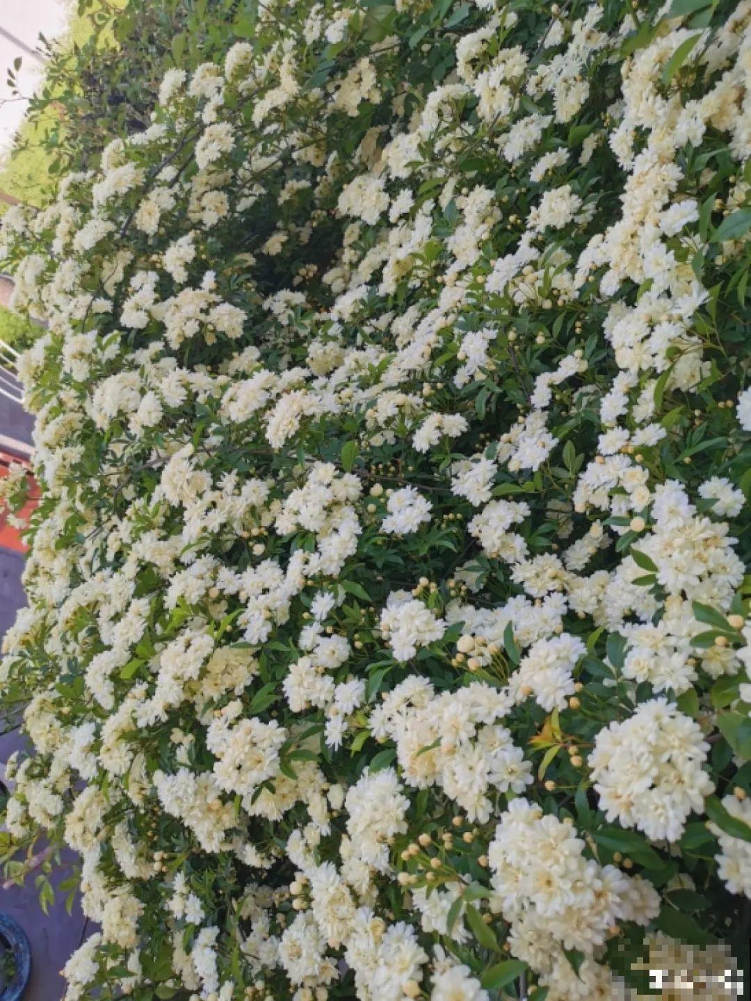 一棵旱金莲,开花又多又没,1年就能长成花墙! 一棵旱金莲,开花又多又没,1年就能长成花墙!