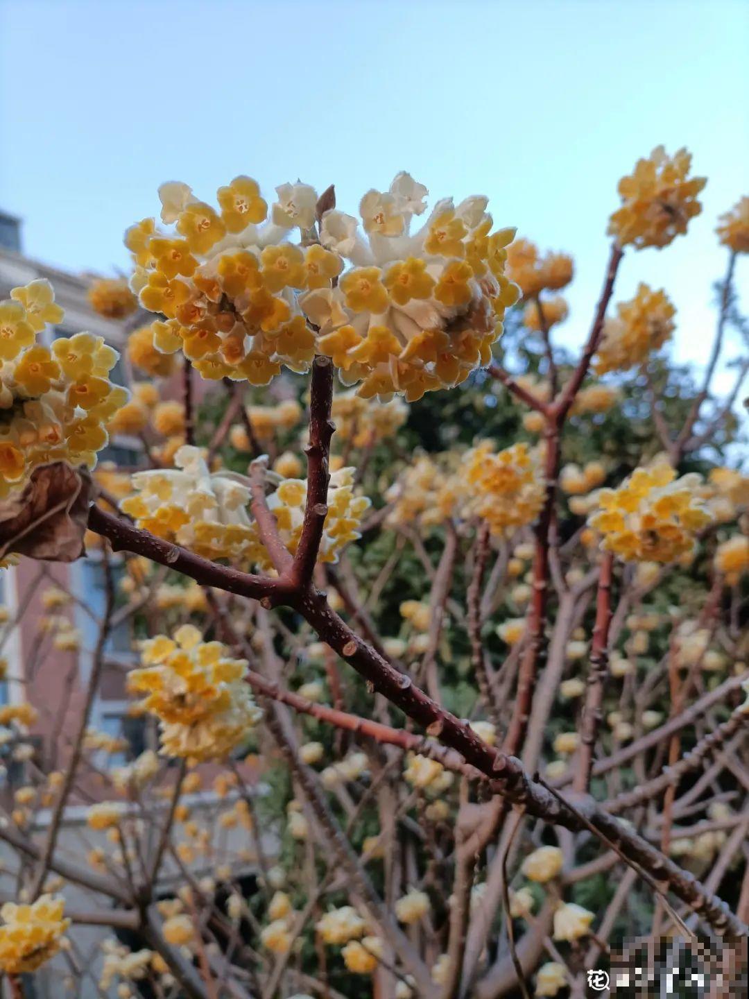 清明赏花，带上这份花卉图谱，变身行走的识花机器