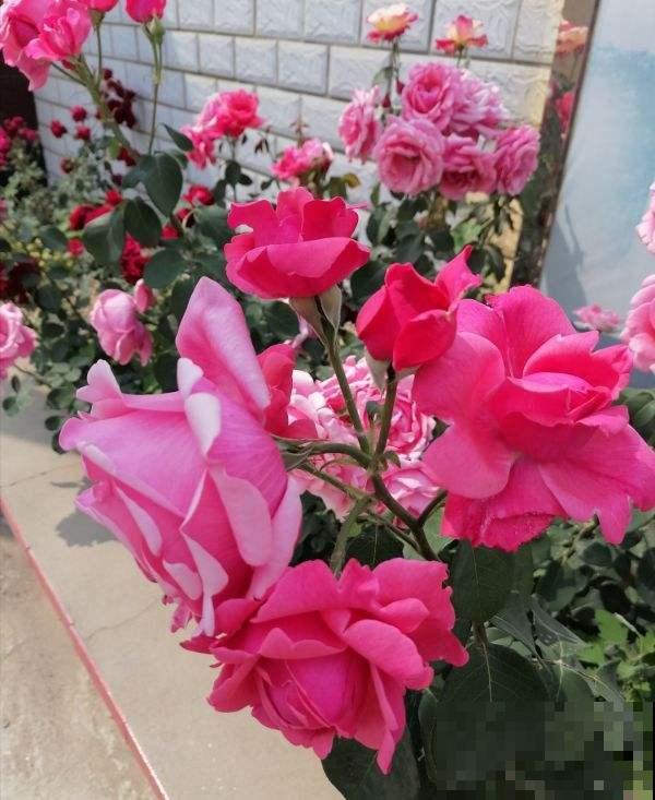 路边的月季开花后，比拳头还要大，没成想却招了贼