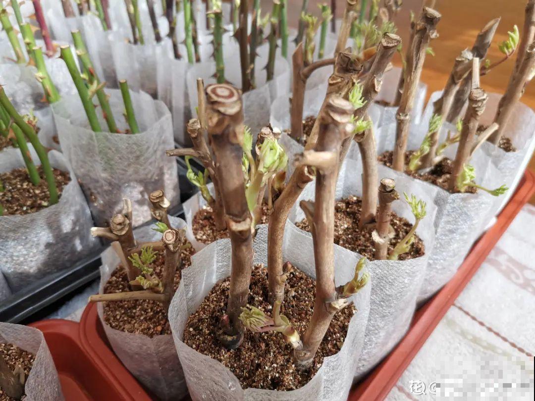 扦插3大“神器”,你家就有不少,成功率特高 扦插3大“神器”,你家就有不少,成功率特高