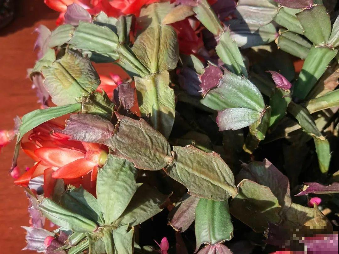 最怕晒的10种花,赶快搬进屋,否则会死掉 最怕晒的10种花,赶快搬进屋,否则会死掉