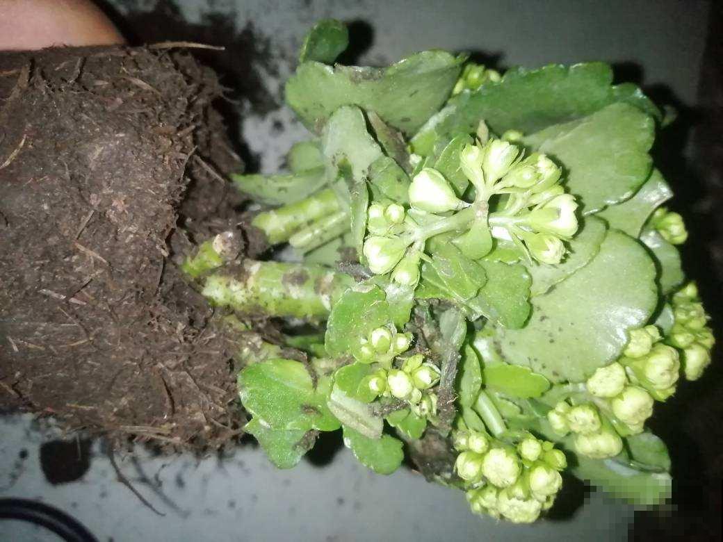 养花要学会“断舍离”，多买有用的，少买没用的