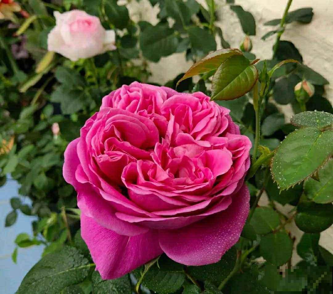 3种花购时不能贪便宜，很容易买到假货，还可能投诉无门