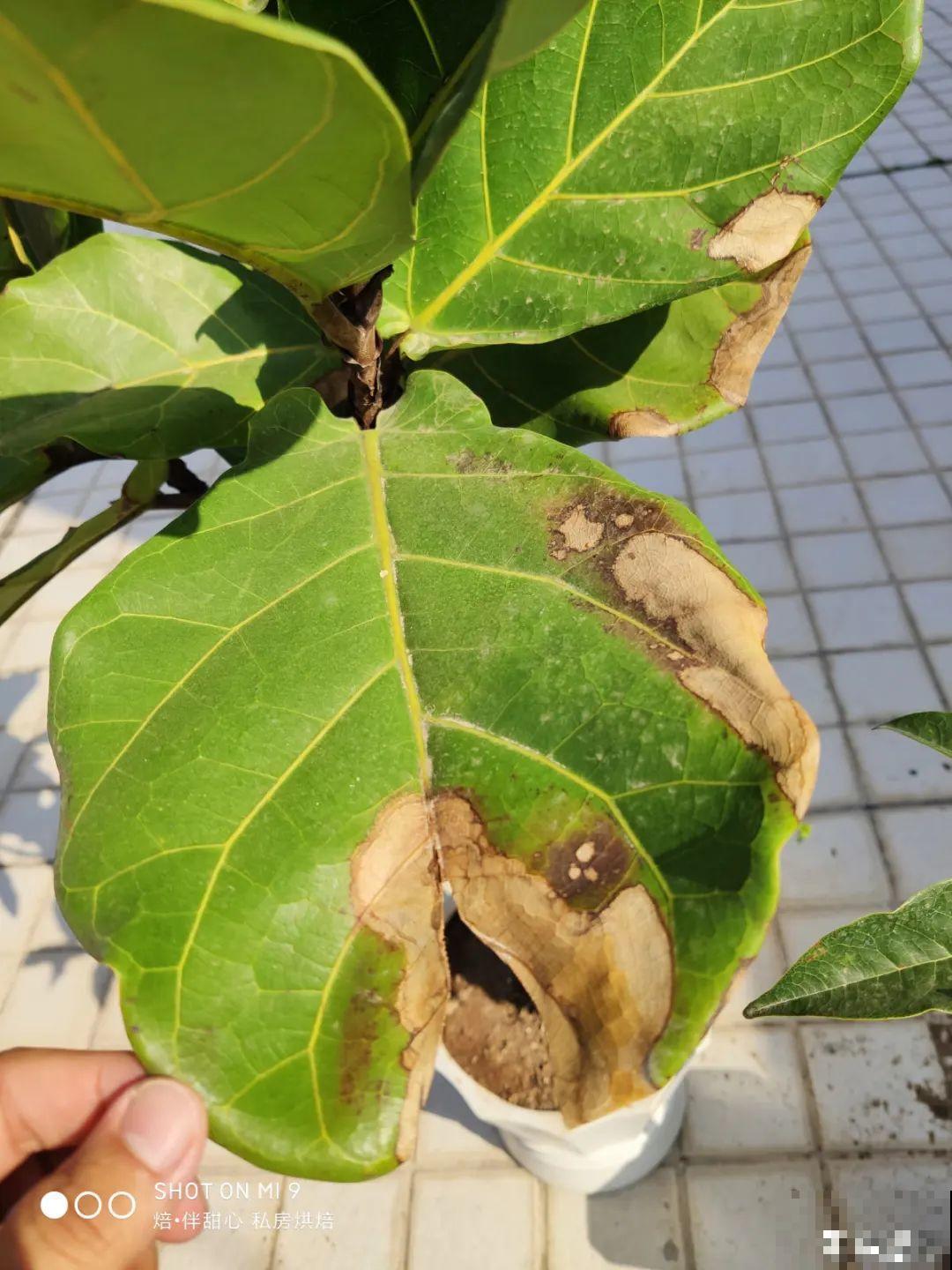 公认的难养花，买一盆死一盆，原来是被动了手脚…