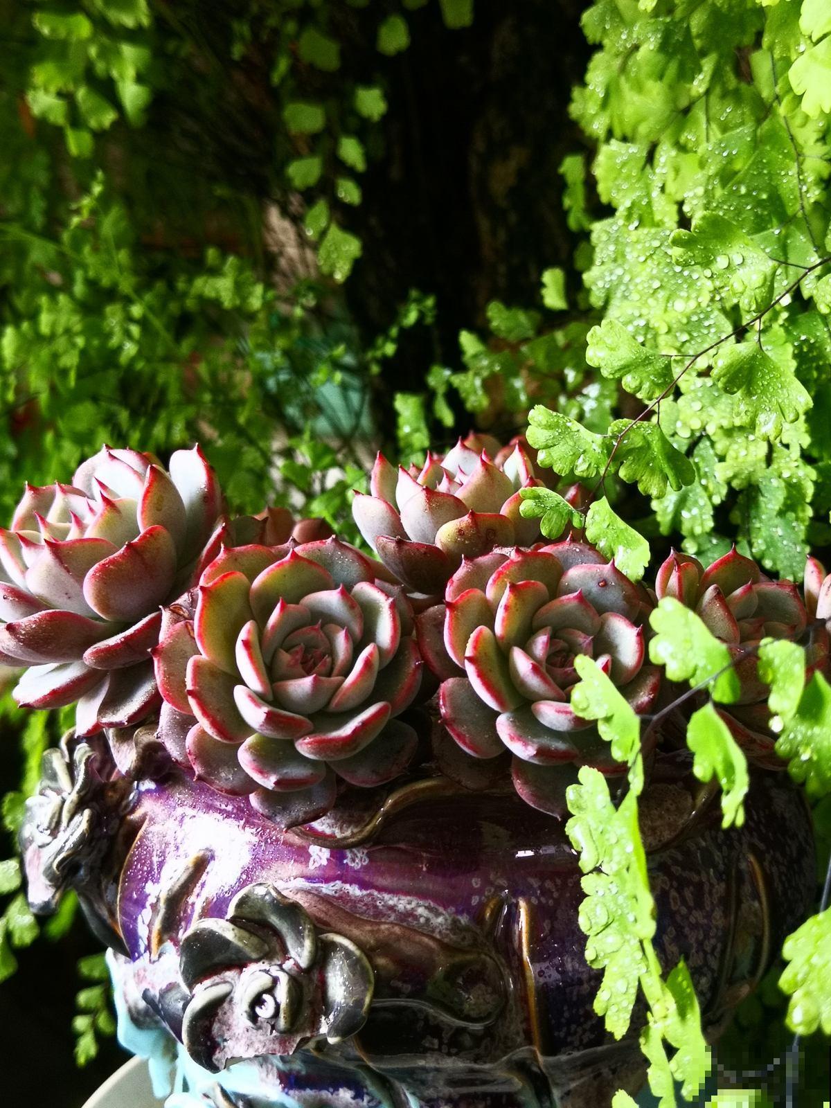 新手养多肉，打好基础是关键，5个要点要记住