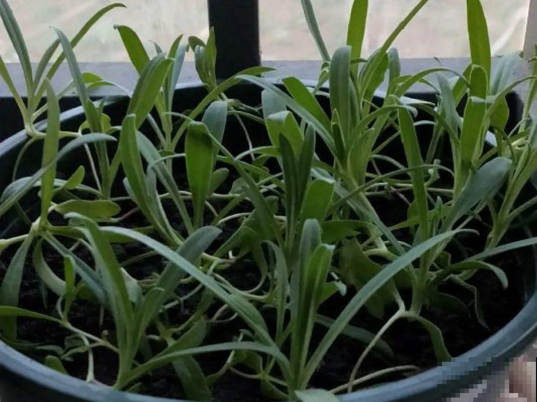 20种花不用买，开完花等20天，爆出好多种子！