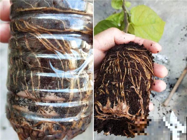 11种常见花，现在扦插，成活率特高