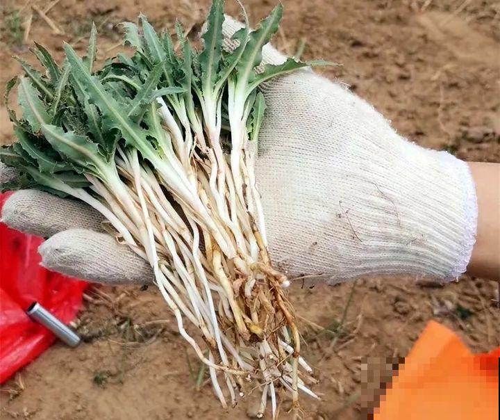 春天的野菜大全,小心辨认,千万别挖错了 春天的野菜大全,小心辨认,千万别挖错了